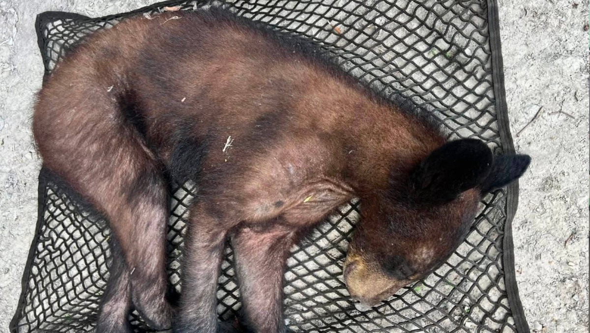 Los rescatistas localizaron al oso dormido. Foto: Especial