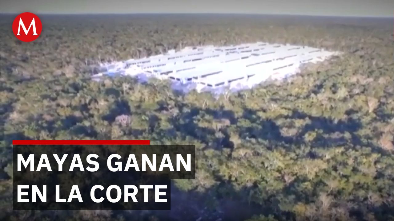 Suprema Corte da revés a norma sobre granjas porcinas en Yucatán