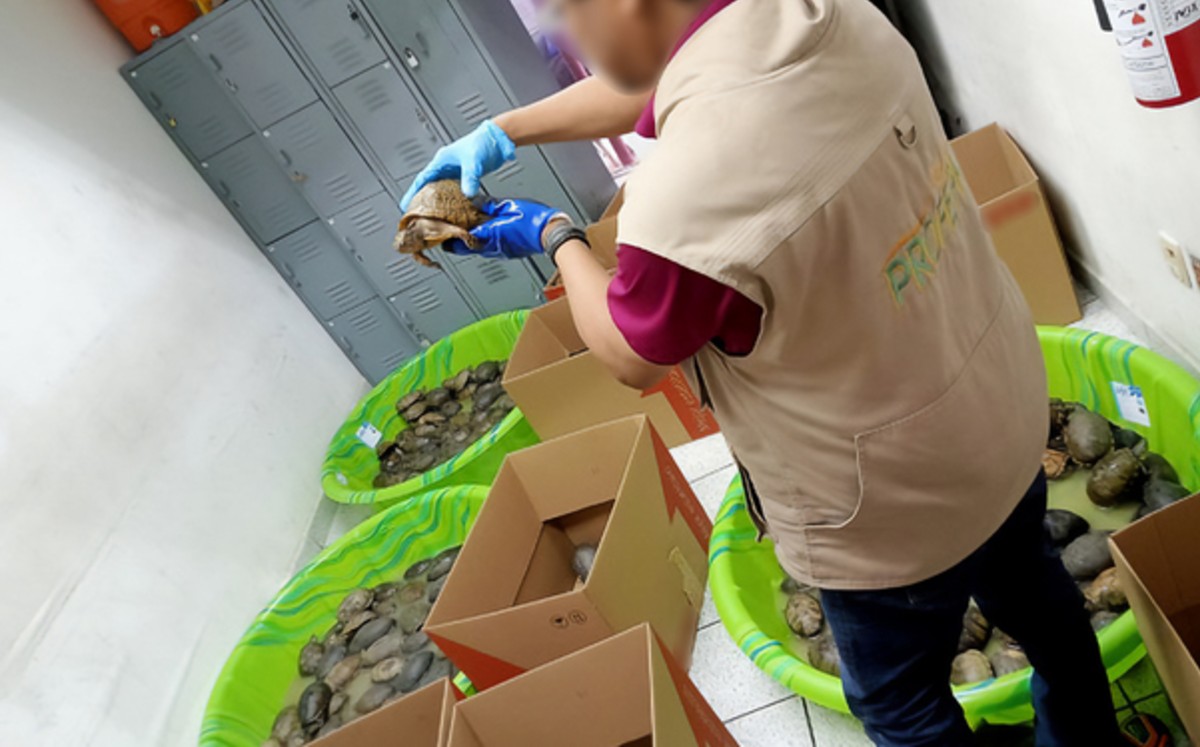 Tortugas fueron enviadas como “juguetes” por paquetería a Tamaulipas. | Profepa