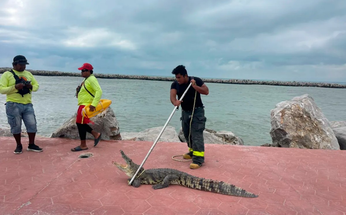 Primero se buscó reactivar la UMA de Altamira, pero al no haber coordinación entre los tres municipios, se hará en Tampico. | Yazmín Sánchez