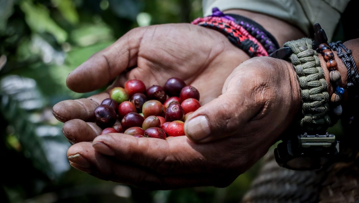 Café deja tres mil 800 MDP anuales en Puebla | Agencia EsImagen
