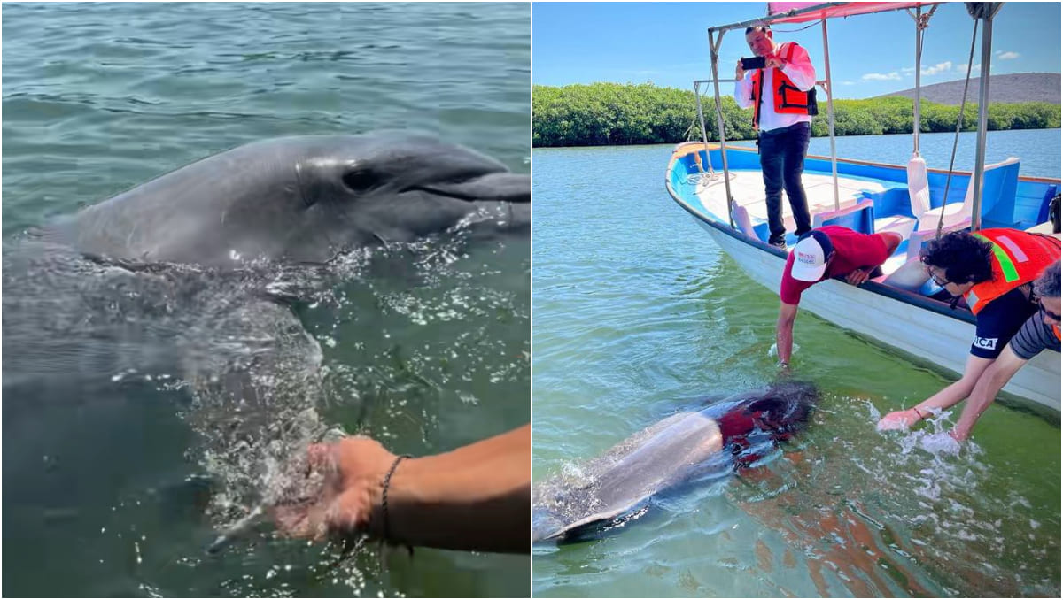 'El Pechocho' quedó huérfano, según pobladores de la bahía. | Especial