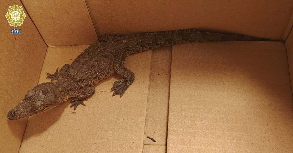 El reptil fue valorado por veterinarios especializados.