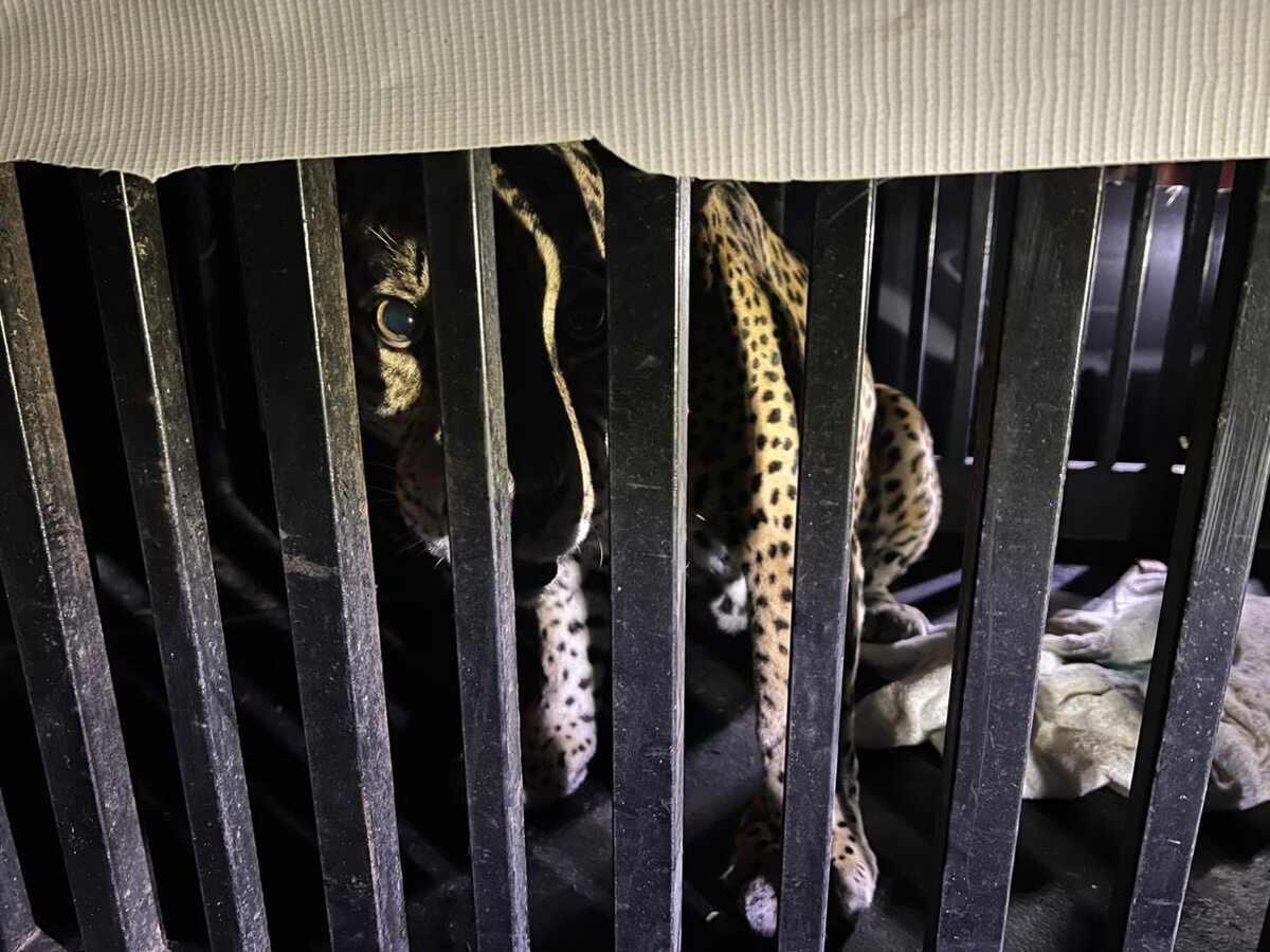 Rescatan felino silvestre atrapado en trampa para jabalí en Tamaulipas