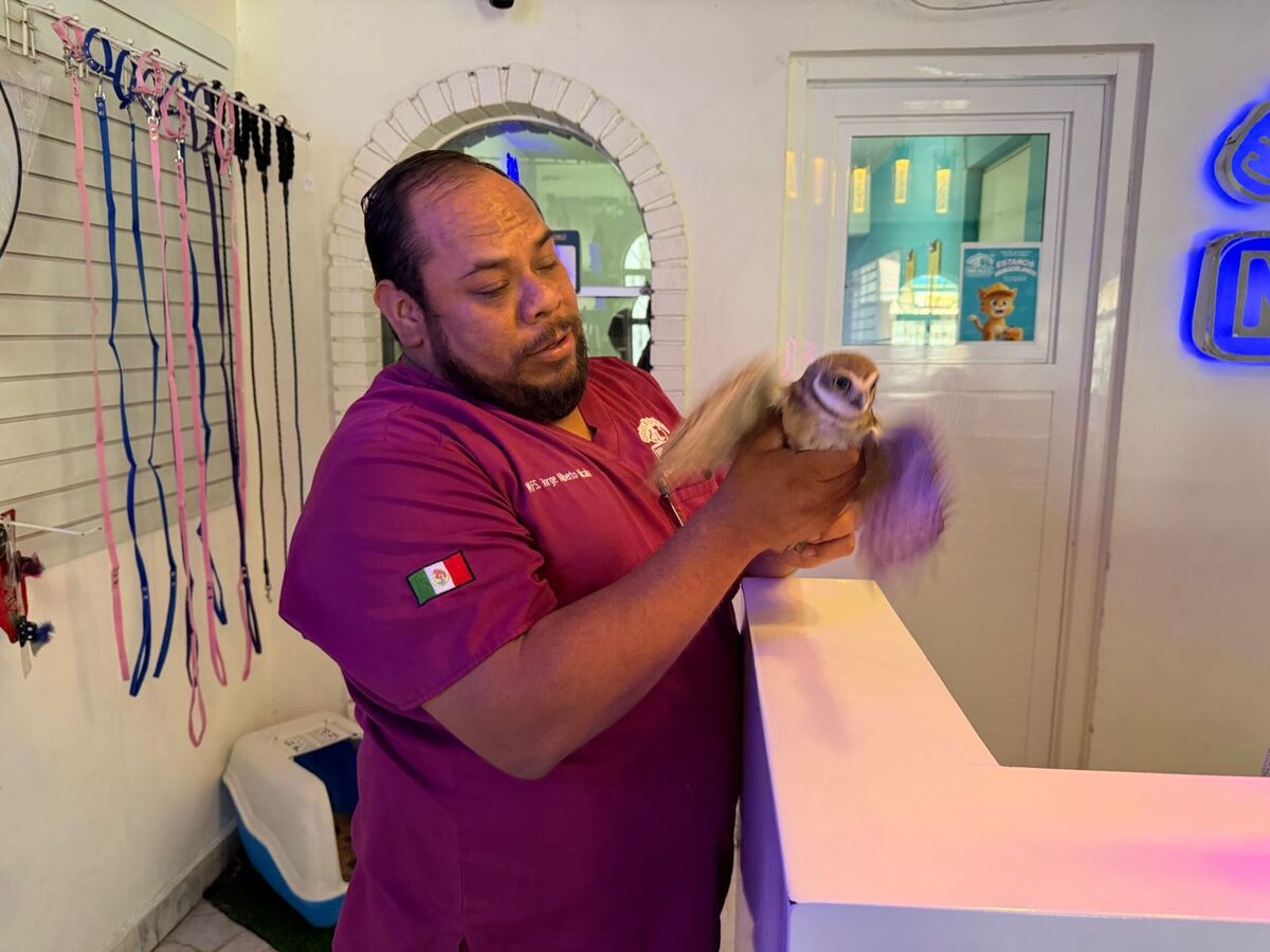 En Torreón, resguardan a lechuza que ingresó a una farmacia. | Milenio Policía.