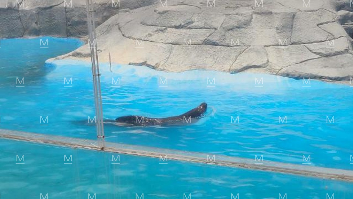 Zooleón: muere loba marina tras evaluación médica