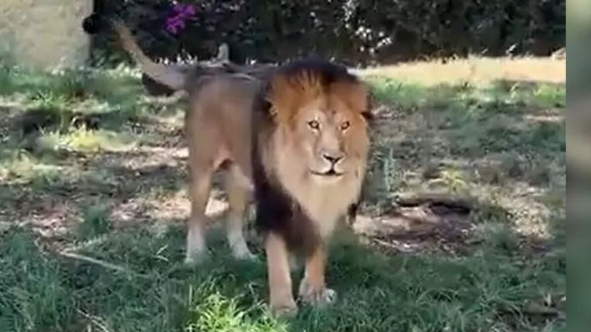 Zoológico responde por presunta agresión a león en video viral (Cortesía)