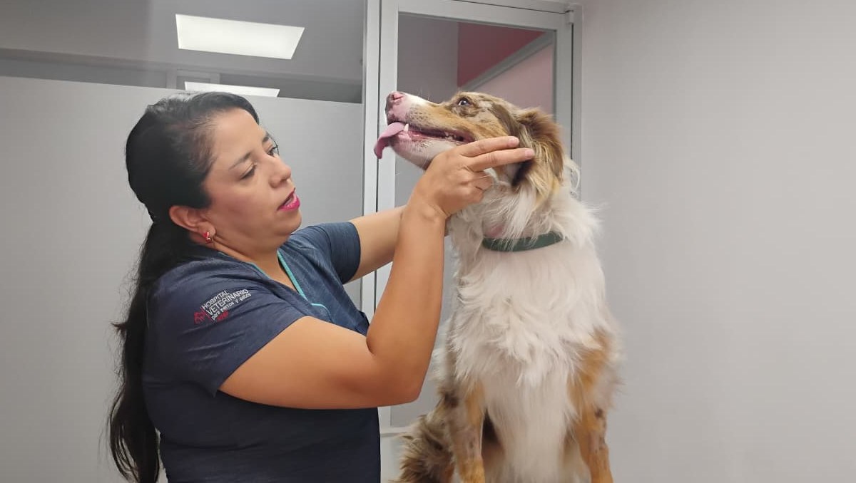 Expertos piden evitar remedios caseros ante amanaza de gusano barrenador en mascotas | Especial