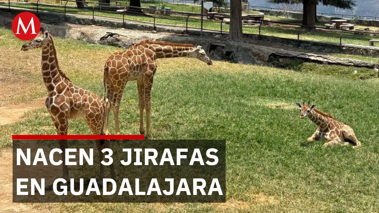 Tres jirafas recién nacidas transforman Zoológico de Guadalajara en centro de conservación
