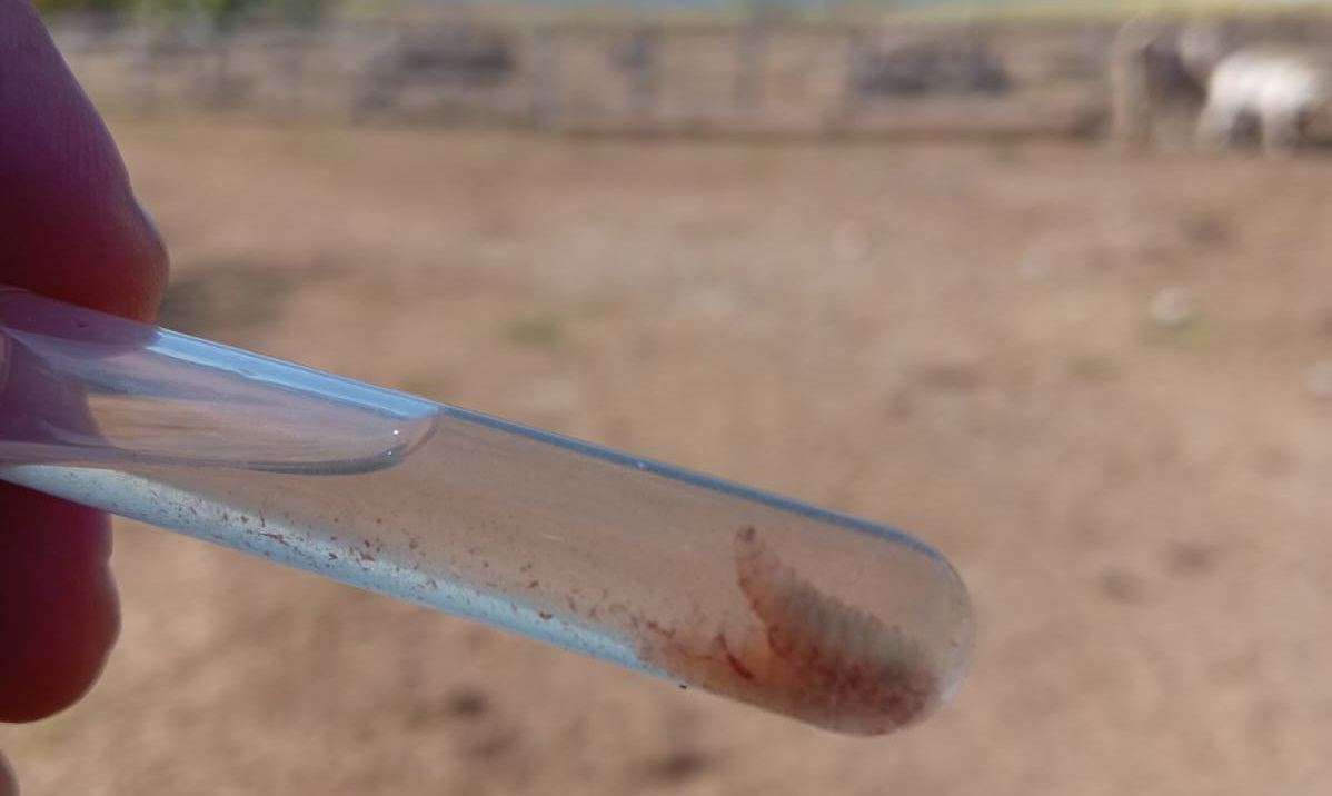 Así ataca el gusano barrenador; la plaga alerta a Jalisco