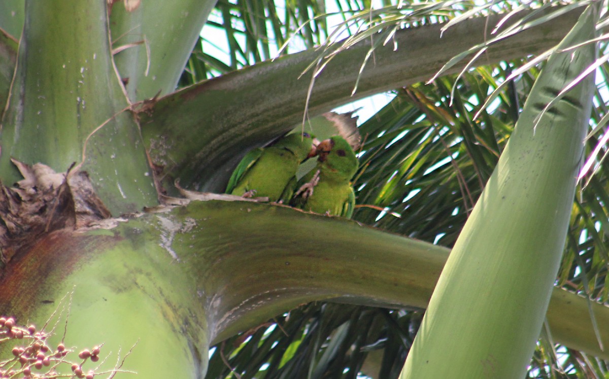 Loros huastecos aprovechan el momento para noviar durante una tarde tranquila en el puerto jaibo. | Foto: Yazmín Sánchez