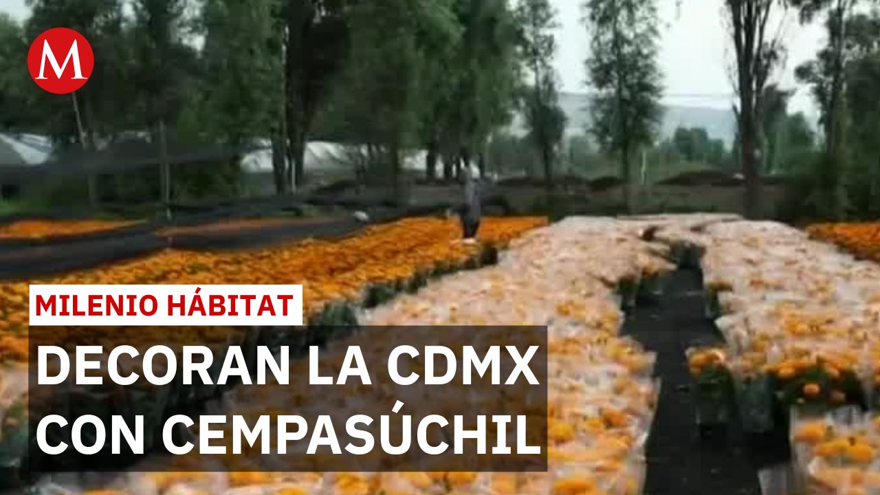 2.5 millones de flores de cempasúchil adornarán avenidas de la CdMx | Milenio Hábitat