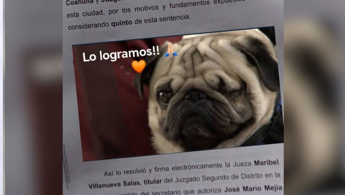 Niegan amparo y ratifican sentencia en el caso de Gizmo. | Especial