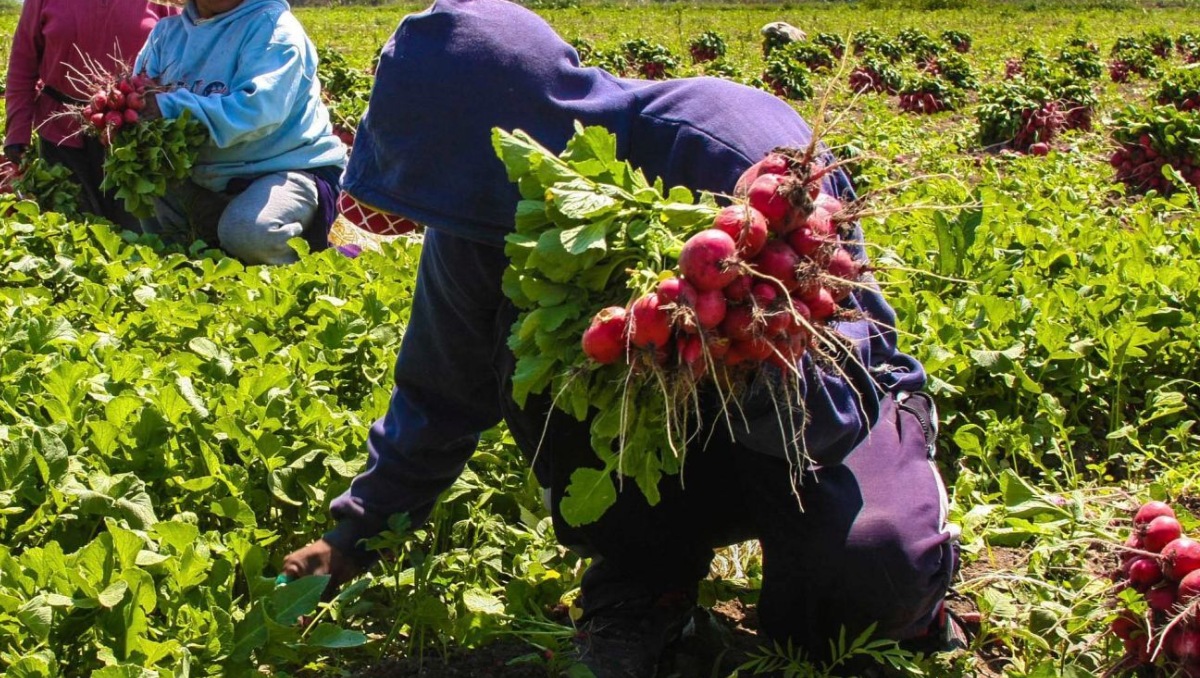 Productos elaborados con trabajo forzoso es inaceptable, advirtió Jamieson Greer en el comunicado. | Foto: Cuartoscuro