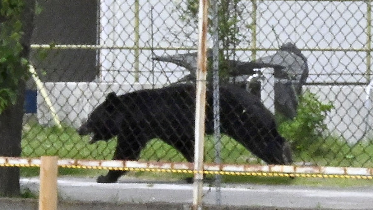 Un oso cerca de unas oficinas en Fukushima, Japón. | AP
