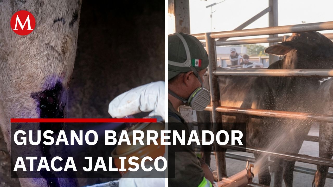 Alerta en Jalisco: gusano barrenador devora tejido vivo; peligro si tienes herida abierta