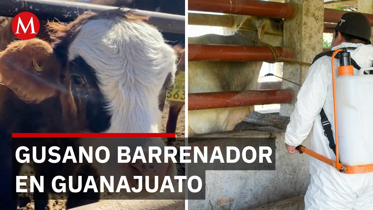 Confirman casos de gusano barrenador en Guanajuato: recomendaciones para heridas