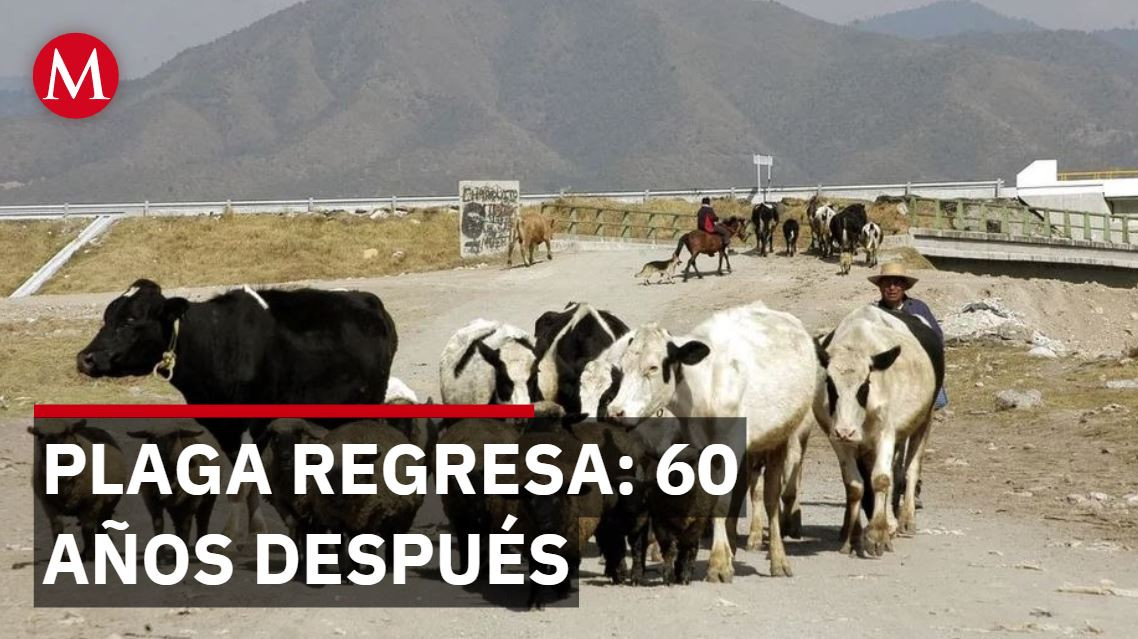 Gusano barrenador reaparece en Texas tras 60 años; México cierra exportaciones de ganado
