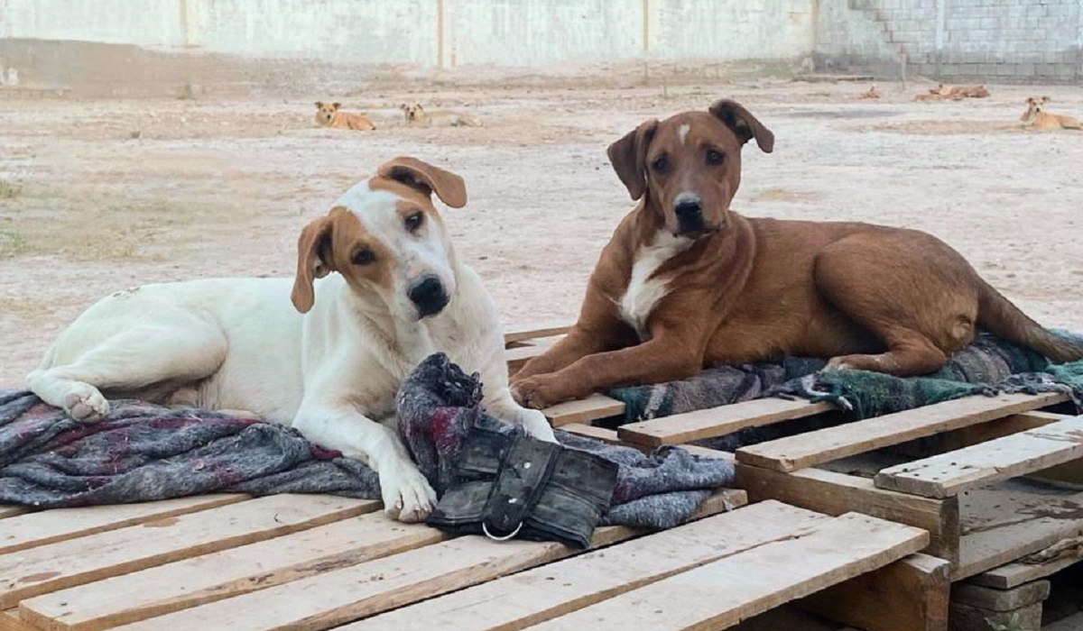 Los perros pueden ayudar a que los niños entiendan sobre amor incondicional, paciencia y respeto. (cortesía)