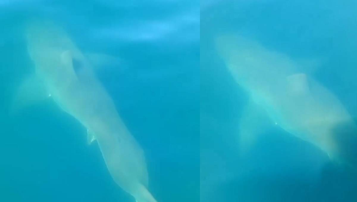Tiburón blanco captado en video. | Especial