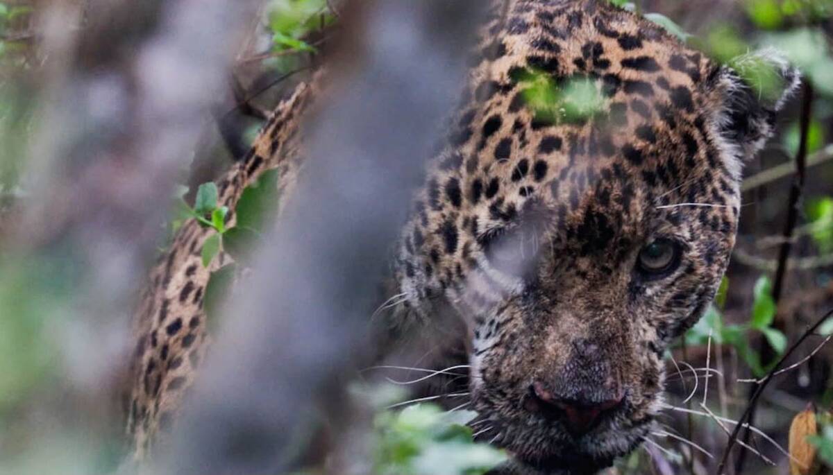Libera Tamaulipas a jaguar rescatado tras recibir atención médica especializada