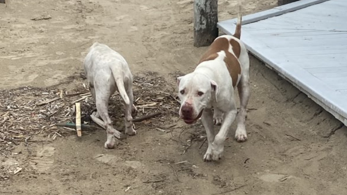 Dos perros fueron localizados en la playa Miramar con signos de cansancio, hambre y sed tras presuntamente ser abandonados. | Pablo Sánchez