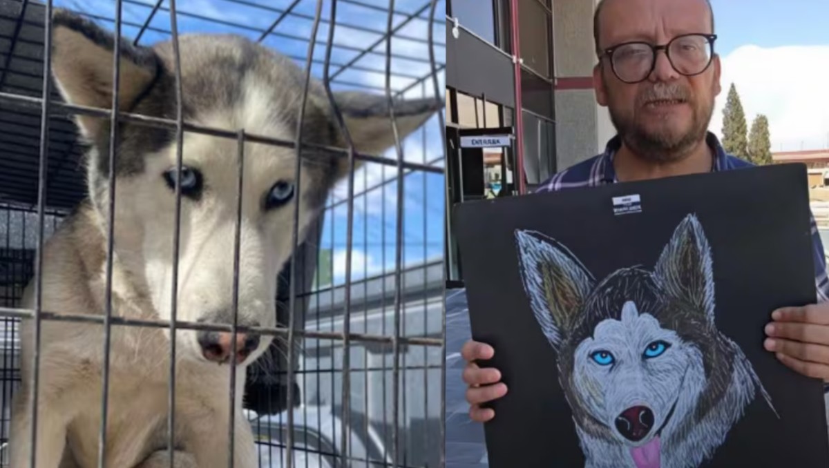 Sasha, perrita que se encuentra en resguardo. | ESPECIAL