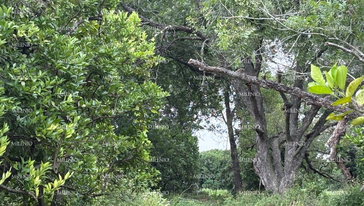 El accidente ocurrió en la comunidad Hacienda de Cañas | Édgar Plata