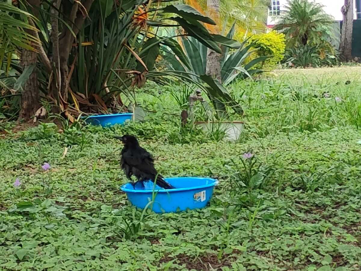 Aves y animales callejeros mitigan el calor en osasis urbanos