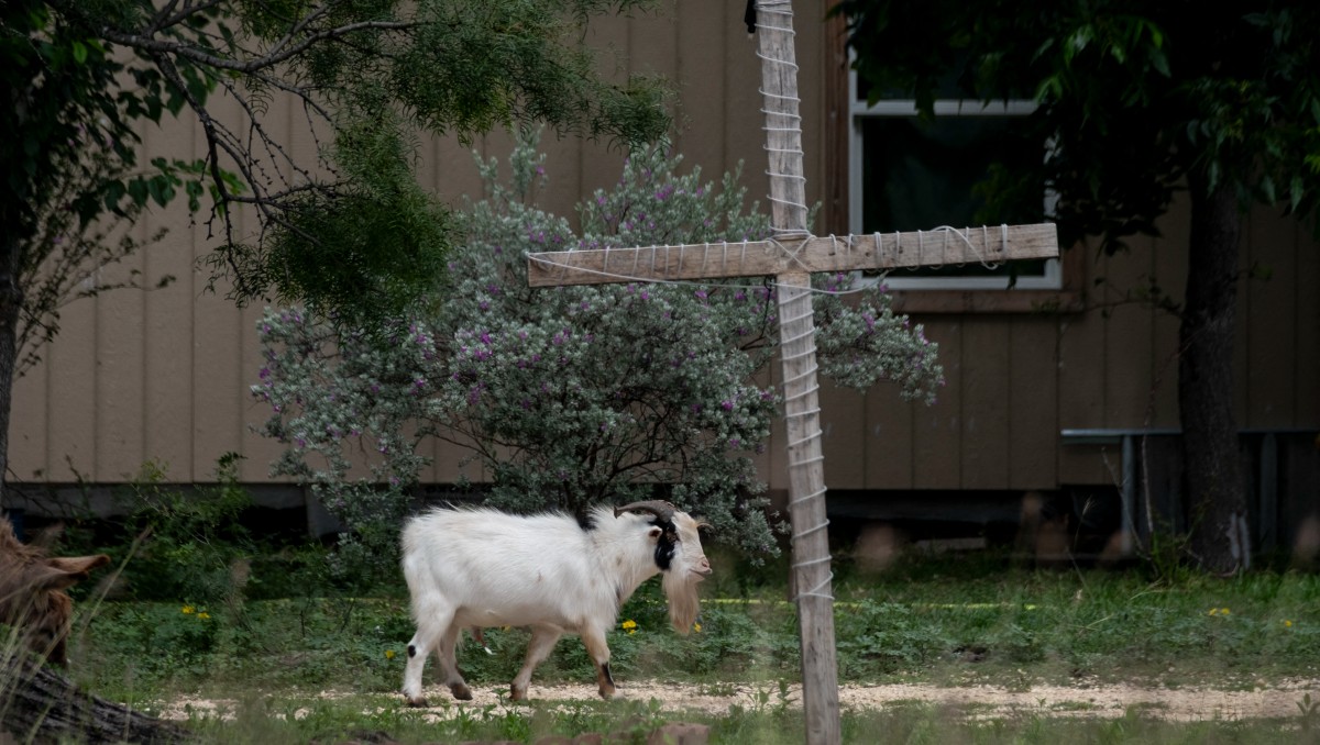 Cabra deambula por el patio de una casa al otro lado de la calle de un puesto de control o establecido por la Comisión de Salud Animal de Texas. | AFP