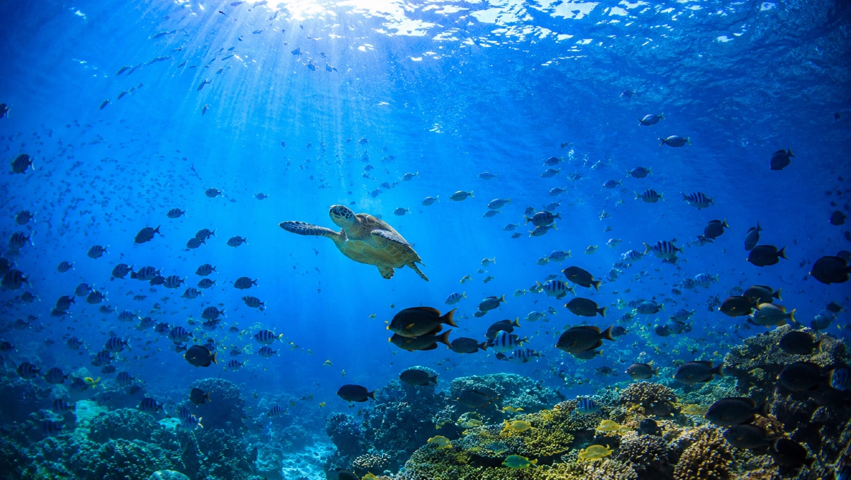 Qué se celebra hoy 8 de junio: Día Mundial de los Océanos | IA DISCOVER