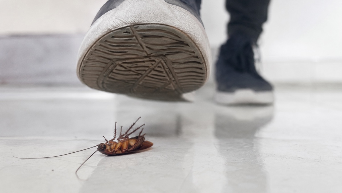 ¿Por qué no debes pisar una cucaracha? Riesgos para la salud | IA DISCOVER