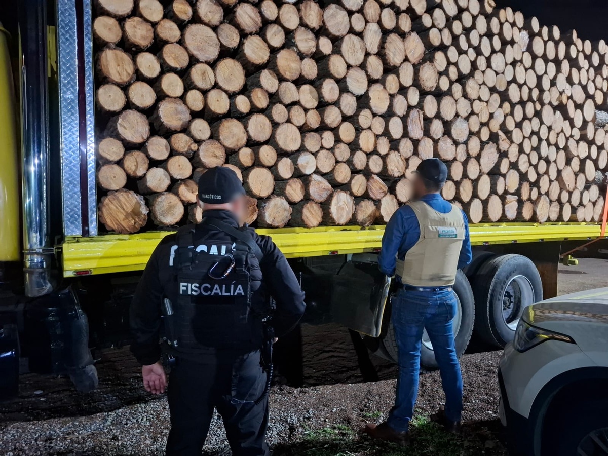 Las inspecciones permitieron documentar el derribo ilegal de mil 70 árboles . | Foto: Especial