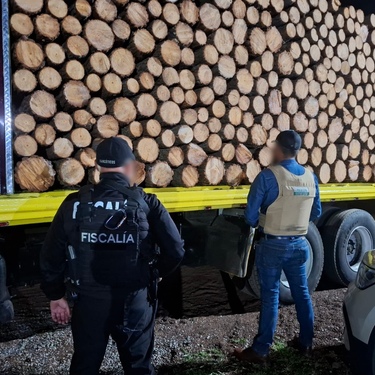 Las inspecciones permitieron documentar el derribo ilegal de mil 70 árboles . | Foto: Especial
