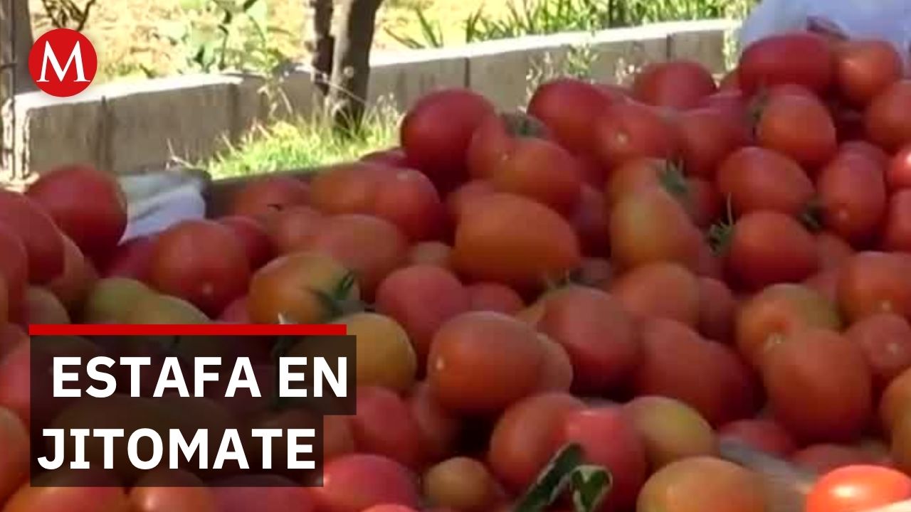 Jitomate baja de precio en centrales pero supermercados lo ofrecen hasta 70 pesos más caro