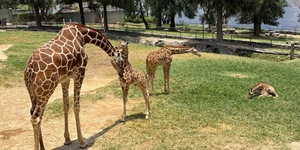 Noel, Jabari y Mamba, tres crías de jirafa, entre juegos, carreras torpes y largas pestañas enternecen a cualquiera