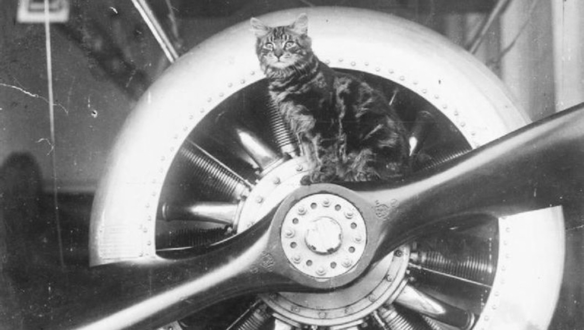 'Pincher', la mascota del HMS VINDEX sentada en la hélice de un avión militar. | Monumento y Museo de los Veteranos.