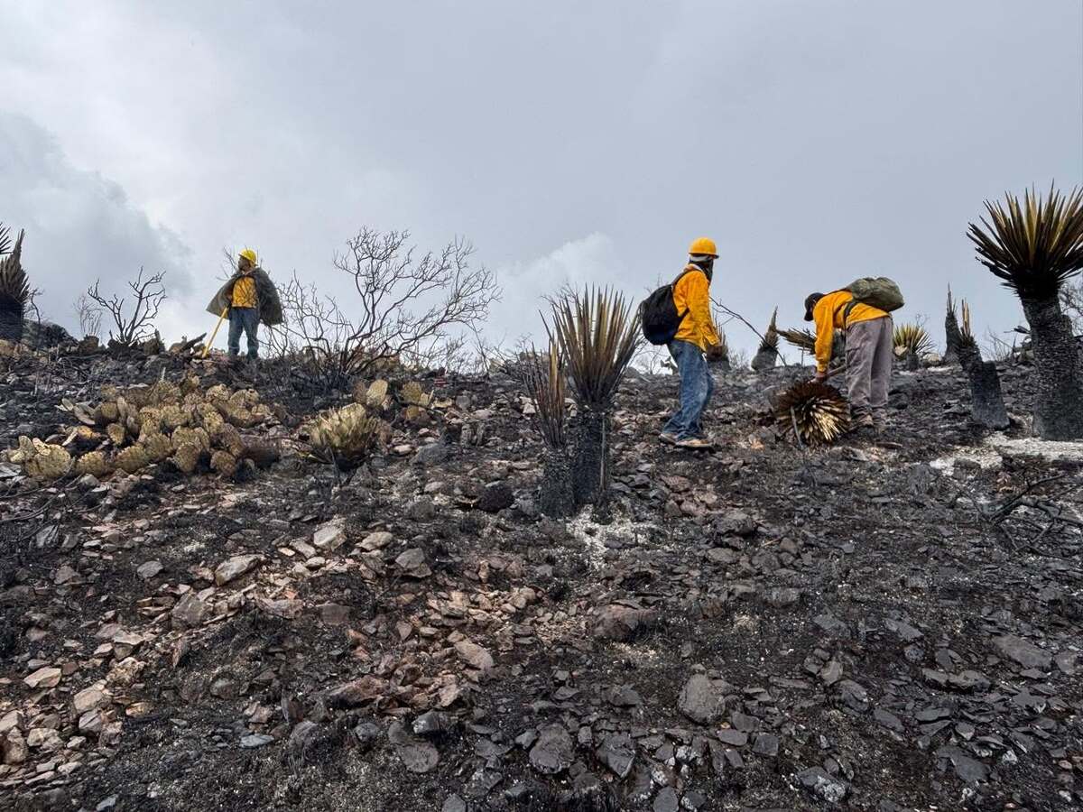 SMA y Conafor sofocan incendio en Sierra de Parras en Coahuila. | Alejandro Castañeda.