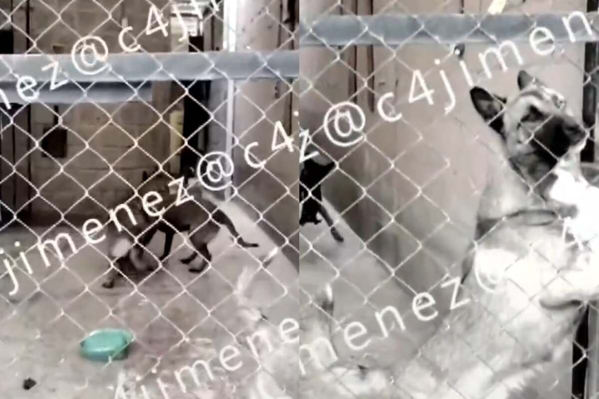 Los vecinos de Edomex ya contactaron a las autoridades para rescatar a los perros.