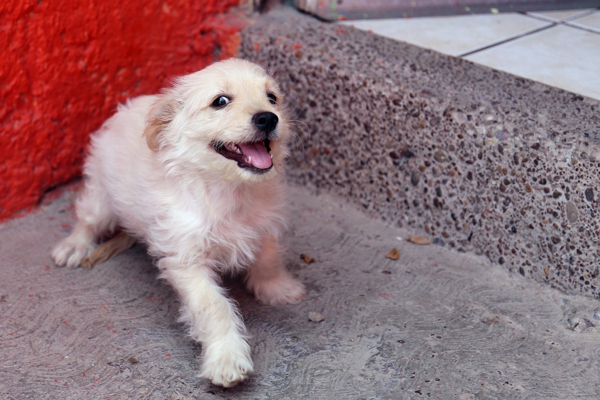 Desparasitación externa sin costo en Control Canino. (Foto Rolando Riestra)