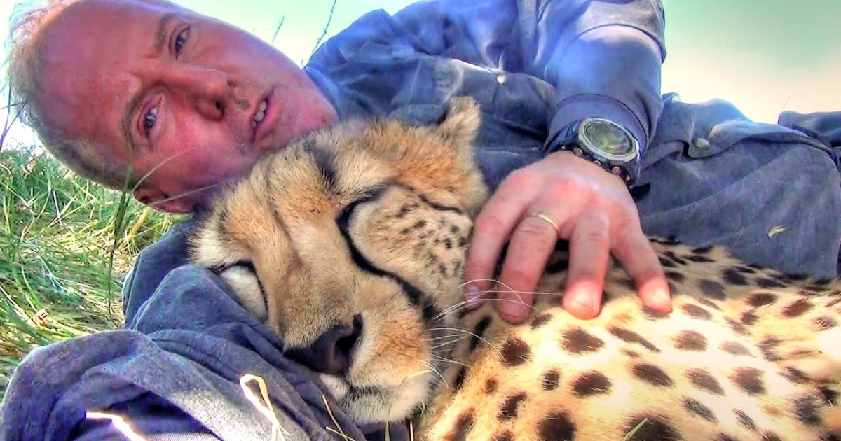 Fotógrafo despierta con un guepardo a un lado | VIDEO