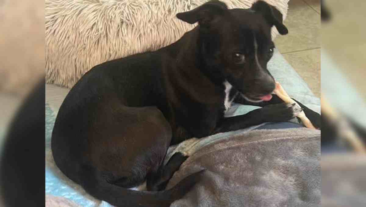 La mascota de una víctima de homicidio desapareció junto con el vehículo robado en Tlalnepantla. Foto: Especial