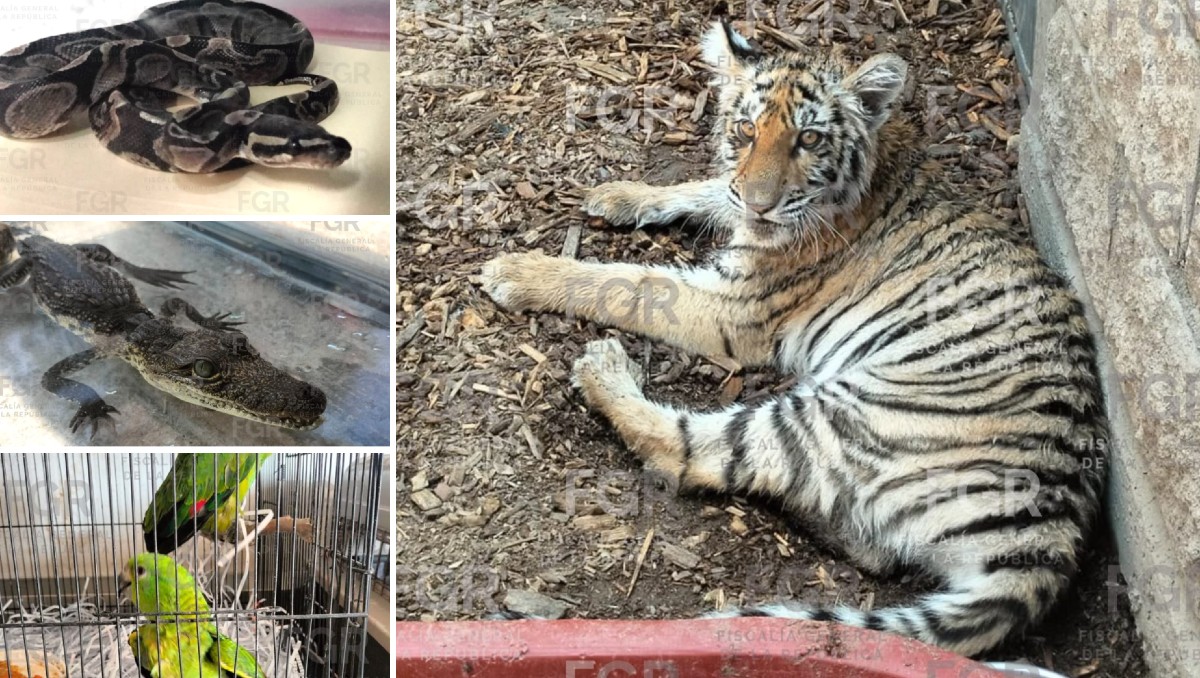 Un tigre y otras especies fueron aseguradas en un domicilio de Zapopan, Jalisco (Cortesía FGR)