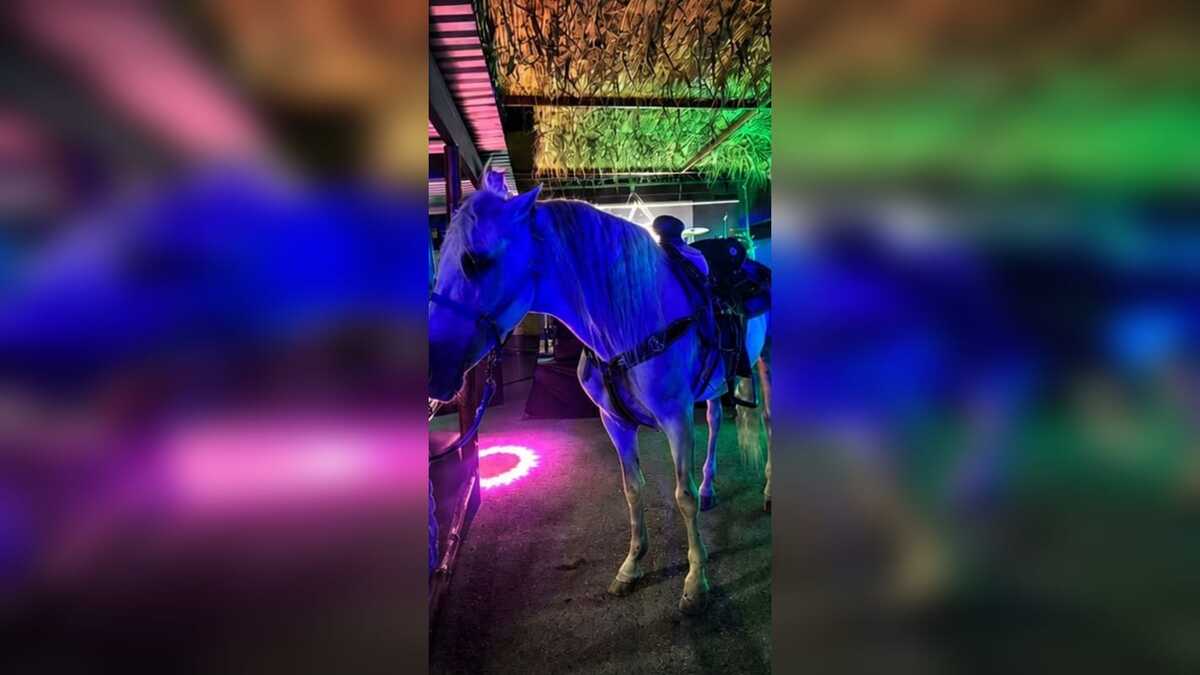En Torreón, sancionan a restaurante por exhibir caballos. | Cortesía Ayuntamiento de Torreón.