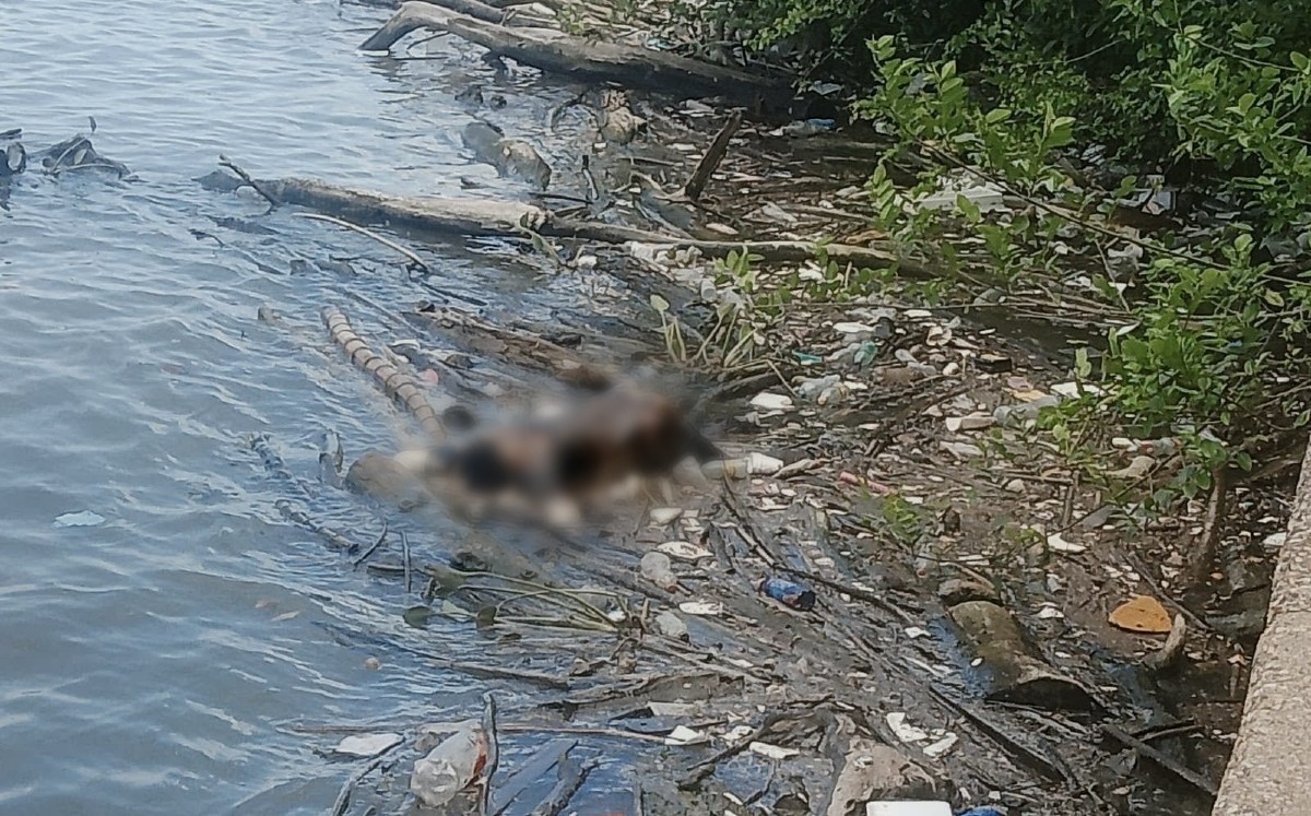 Encuentran cadáver en avanzado estado de descomposición en el río Pánuco. | Cortesía