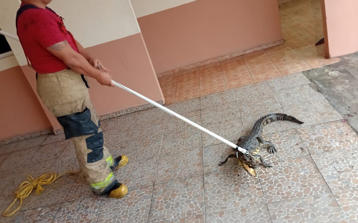 Capturan a cocodrilo en Tampico. | Yazmín Sánchez