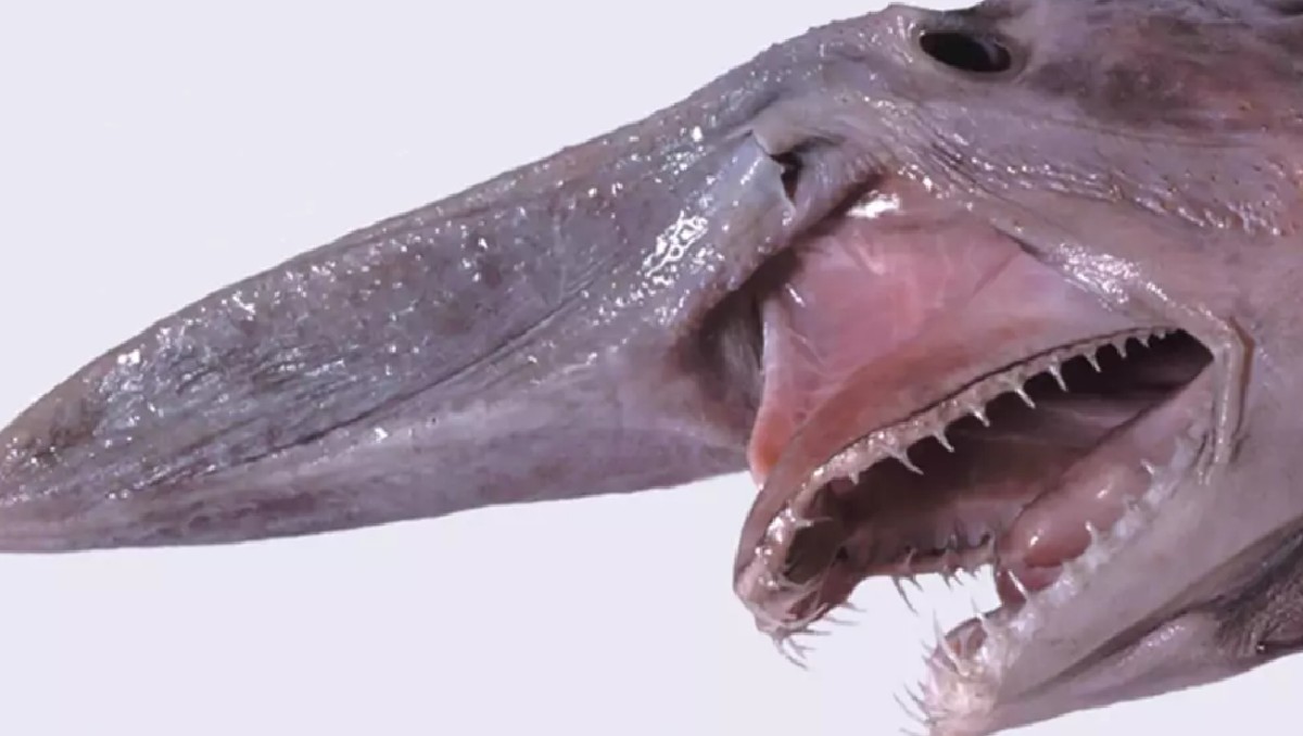 Las mandíbulas del tiburón duende se extienden dramáticamente al alimentarse: Este es un ejemplar | FOTO: Museo Victoria