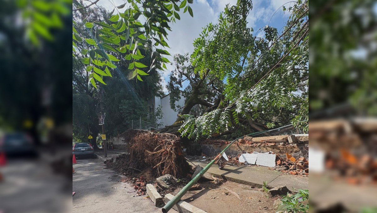 Árbol cae en estancia infantil durante tormenta del viernes 12 en Guadalajara (Fátima Briceño)