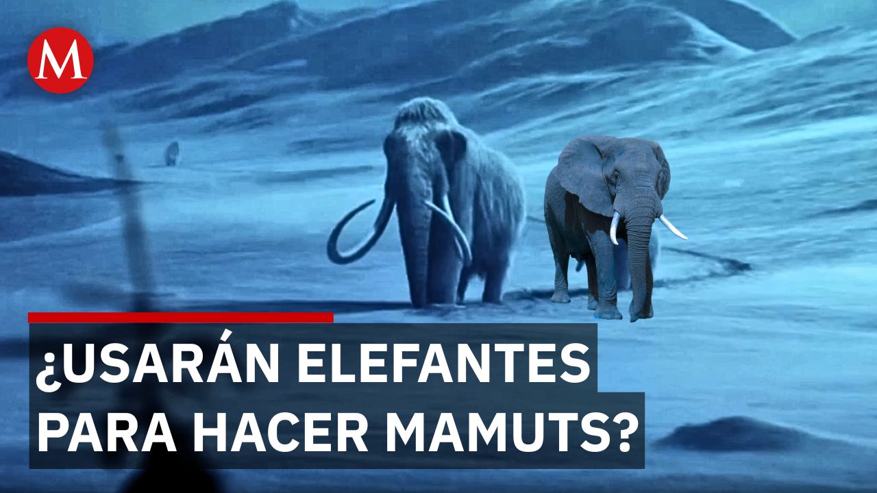 Científicos buscan crear híbridos de mamut