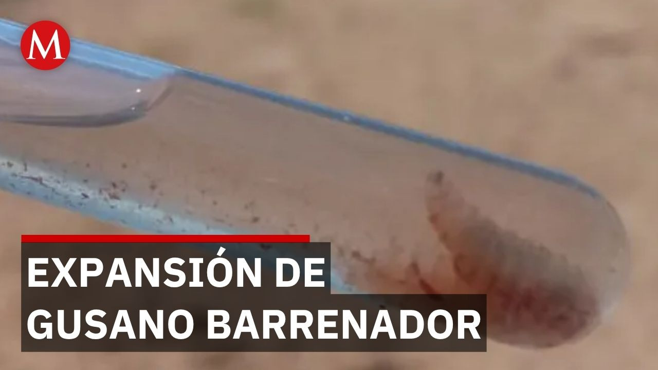 Ganaderos en alerta: 134 casos activos de gusano barrenador en Jalisco; autoridades advierten